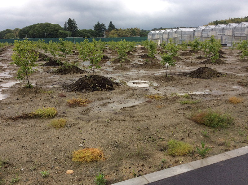 真砂土活用事例