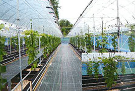 岡山ぶどう農場